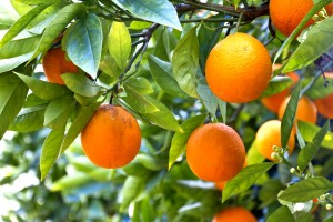 Orange tree