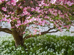 Pink blooms adorn a Dogwood tree in spring