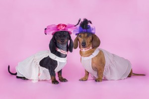 dachshund isolated on a colored background