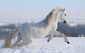 Gray Welsh pony