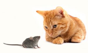 stress mouse and cat frightened mouse