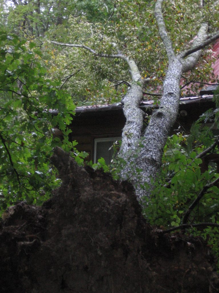 fallen tree on roof of house