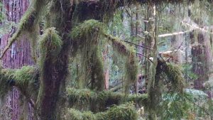 moss rain forest Gottmans