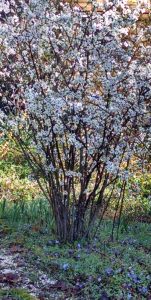 Sabbath day quince periwinkle