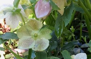 Sabbath garden hellebore