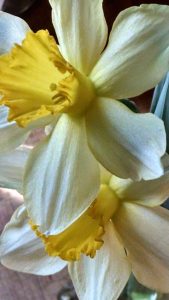 Sabbath day daffodils